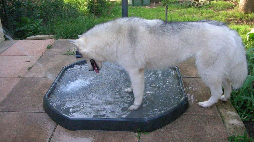 un chien visiteur siberan husky de 1 an
