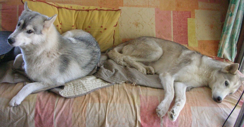 2 chiens Husky, au pelage gris et blanc, reposant sur un canapé en tissu avec une couverture . Leurs poses sont décontractées. L'ambiance est calme et détendue
