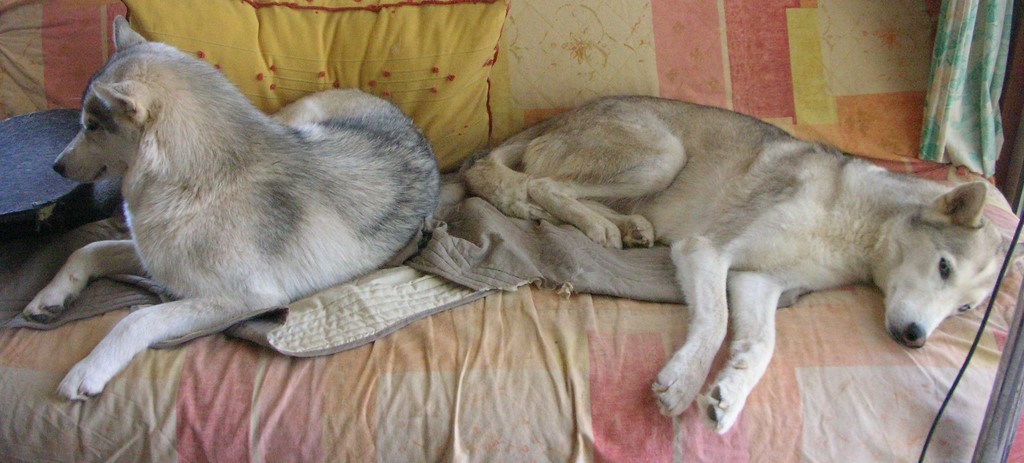 Deux chiens husky, gris et blanc, allongés sur un canapé de couleur pastel. Ils ont une posture détendue et sont placés en diagonale, l'un derrière l'autre. 