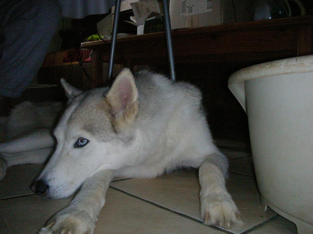 chien couché qui cherche la fraicheur