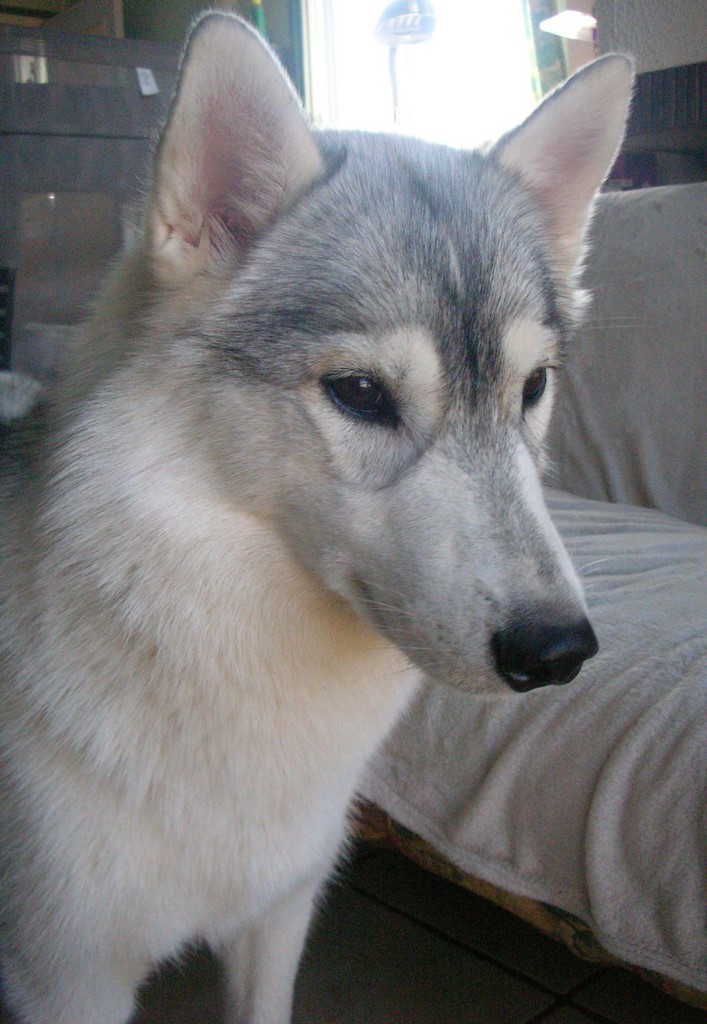 tête de chienne siberian husky