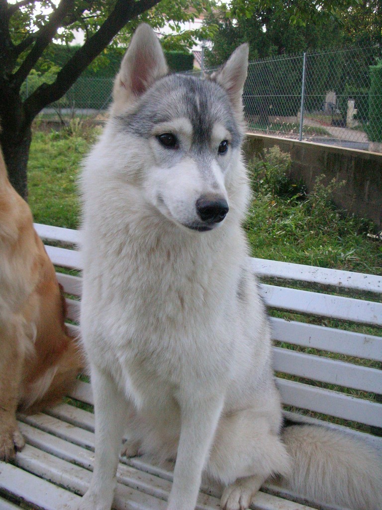 chienne husky de 1 an sur un ban