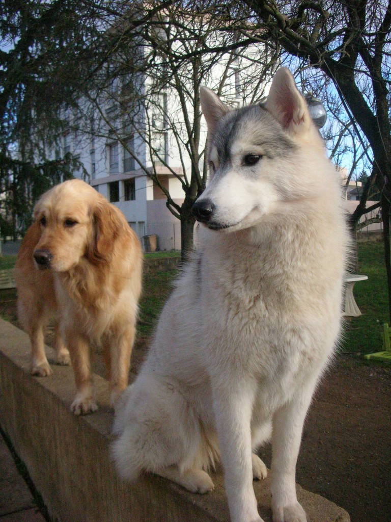 Deux chiens, un husky, gris-blanc, et un golden retriever, brun doré,  assis côte à côte sur un mur. L'arrière-plan est composé de bâtiments et d'arbres.