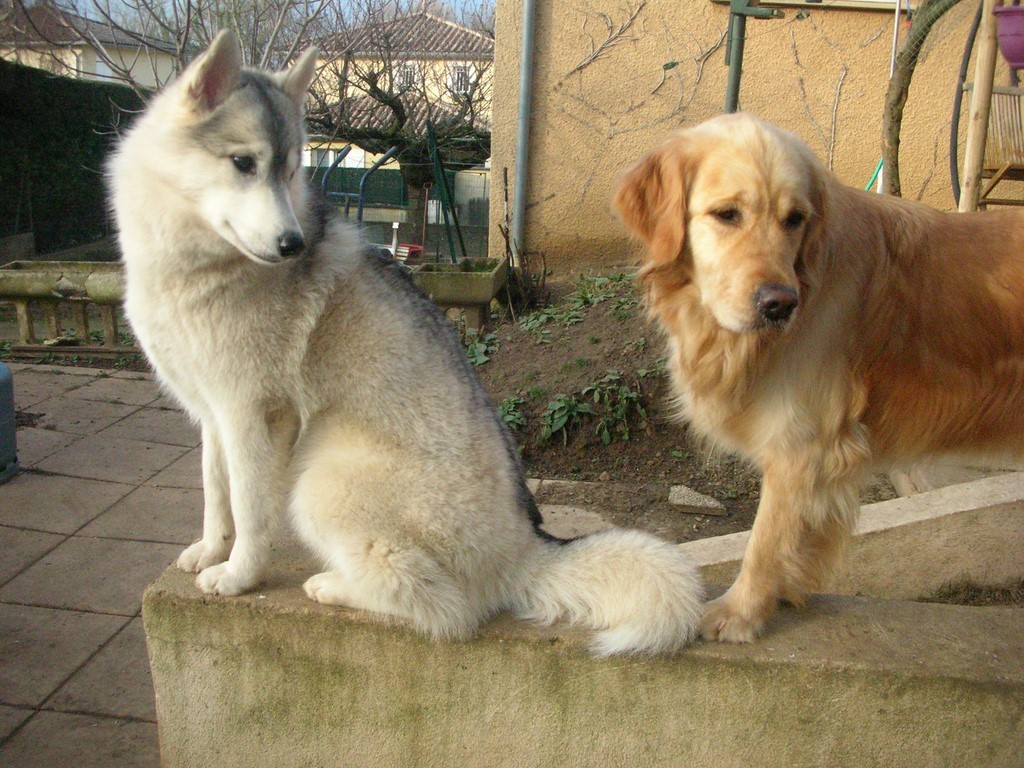 2 chiens sur un muret