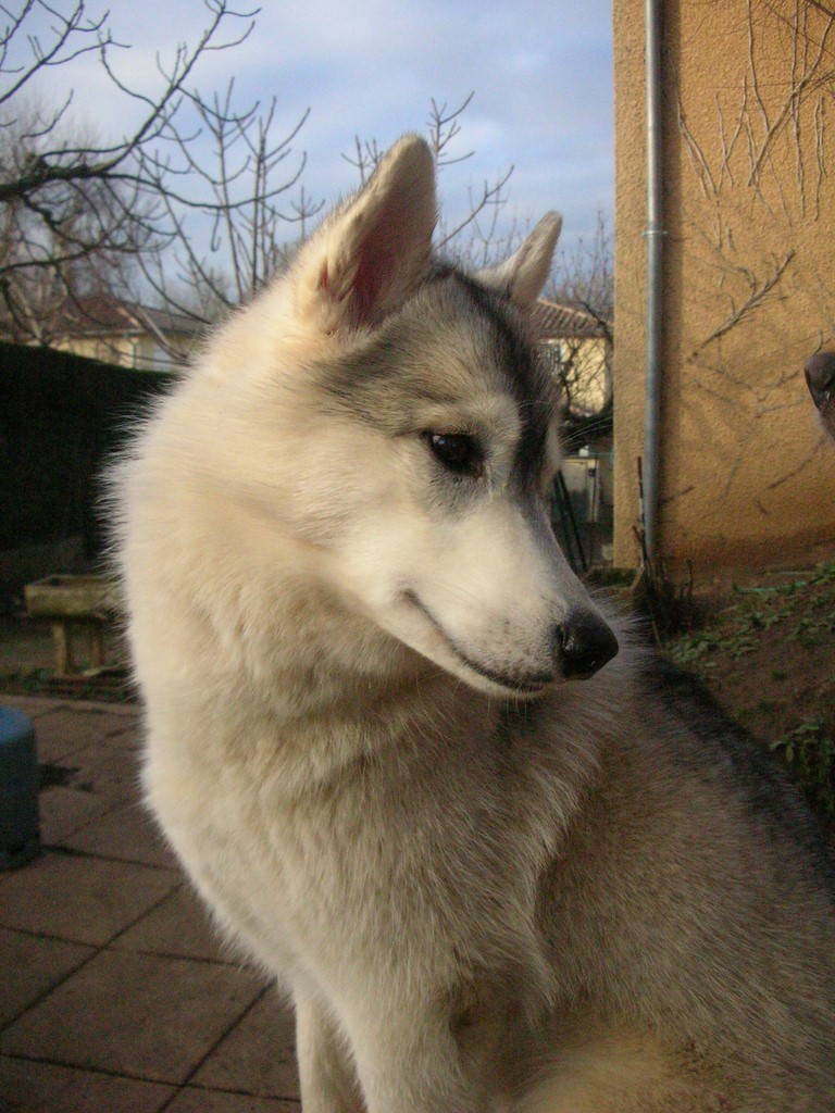 husky de 18 mois