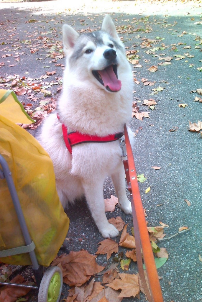 chien visiteur siberian husky 201007