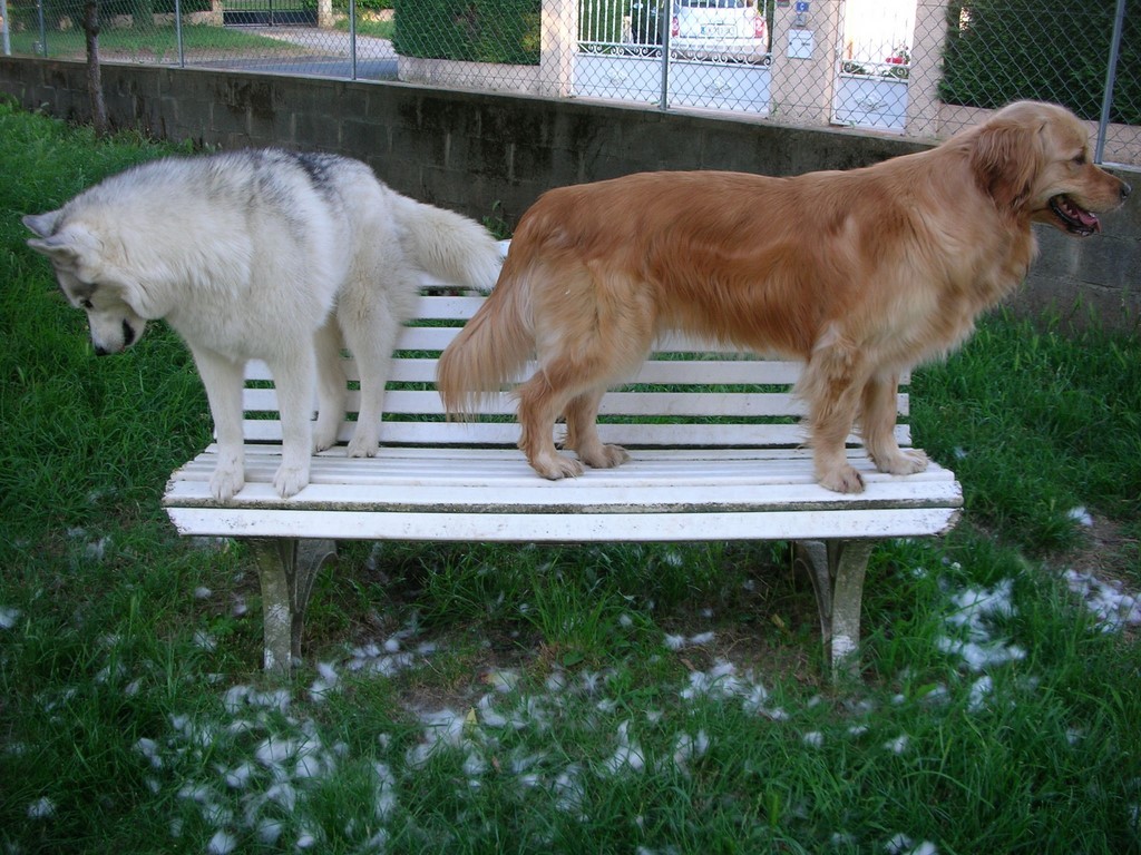 Un husky ( à gauche) et un golden retriever (à droite), debout sur un banc blanc. Une grande quantité de mue d'un autre husky est visible sur l'herbe verte.
