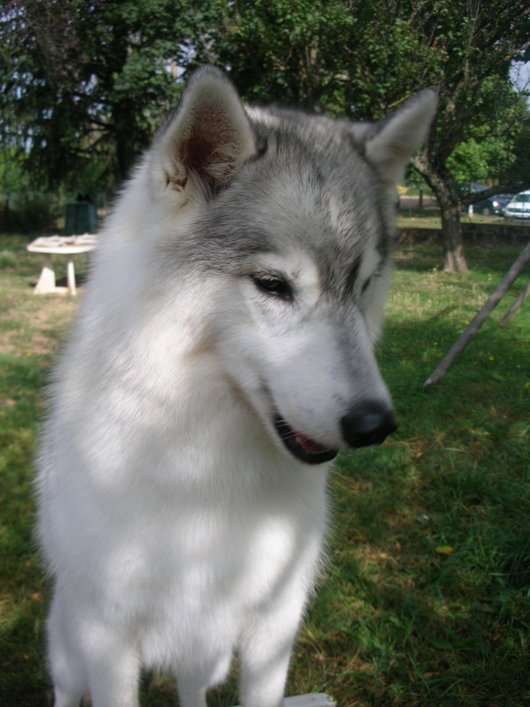 tête de chien visiteur husky