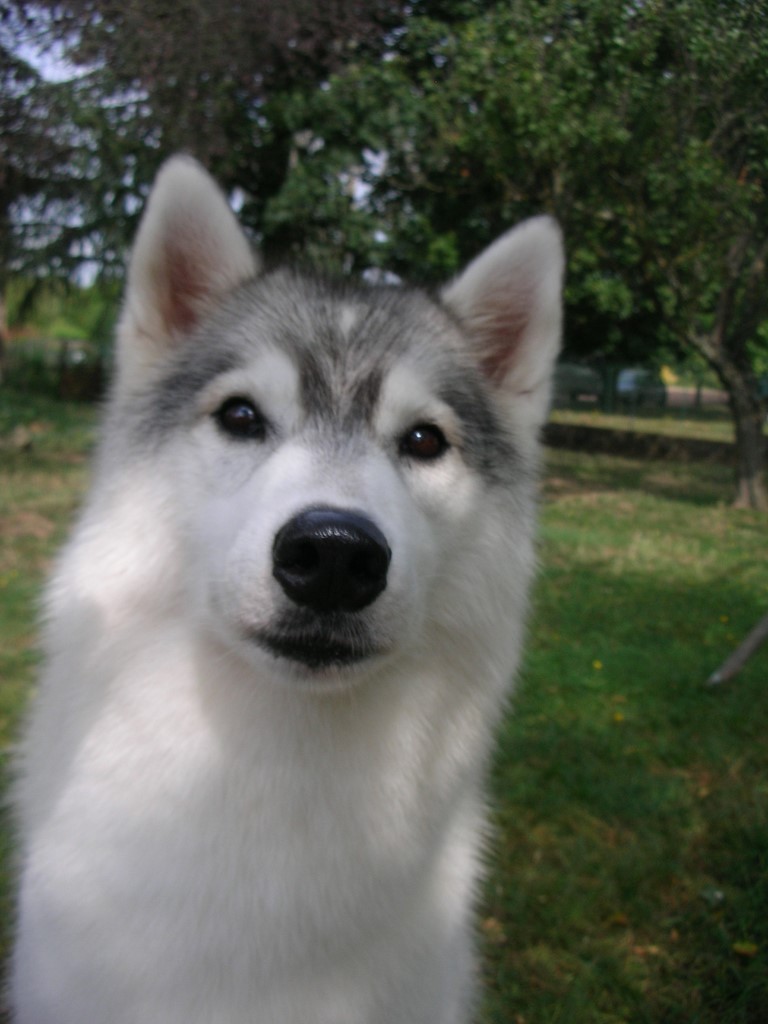 truffe de chien visiteur husky