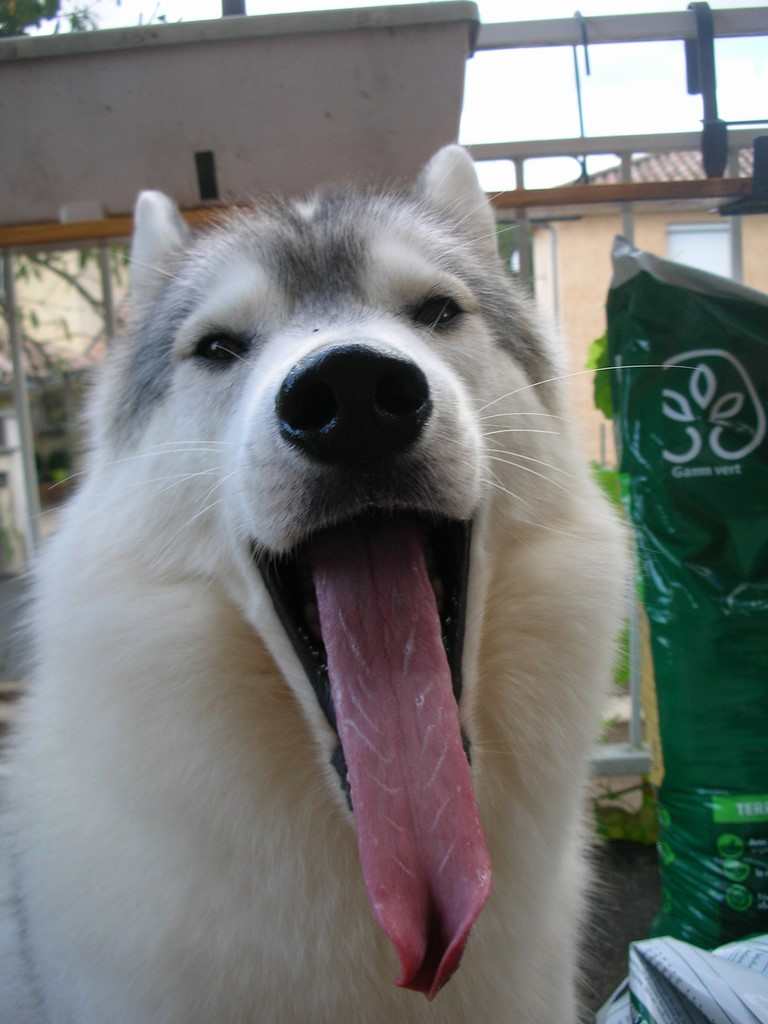 chien visiteur husky tire la langue