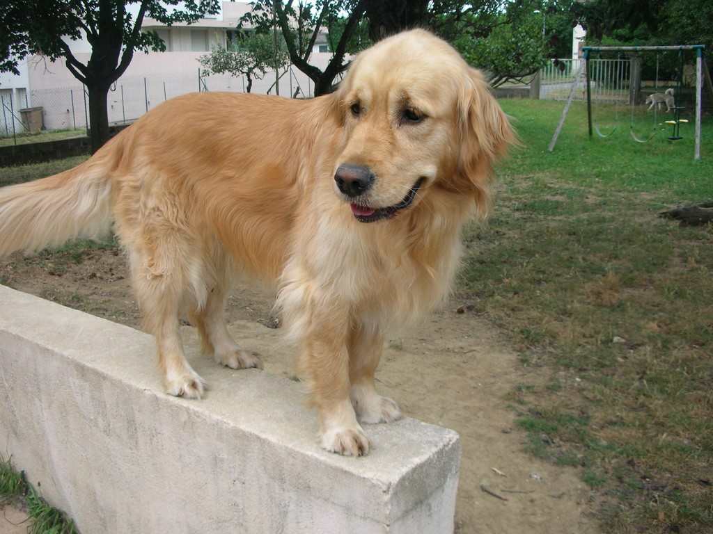 chien visiteur, golden retriever, sur un muret
