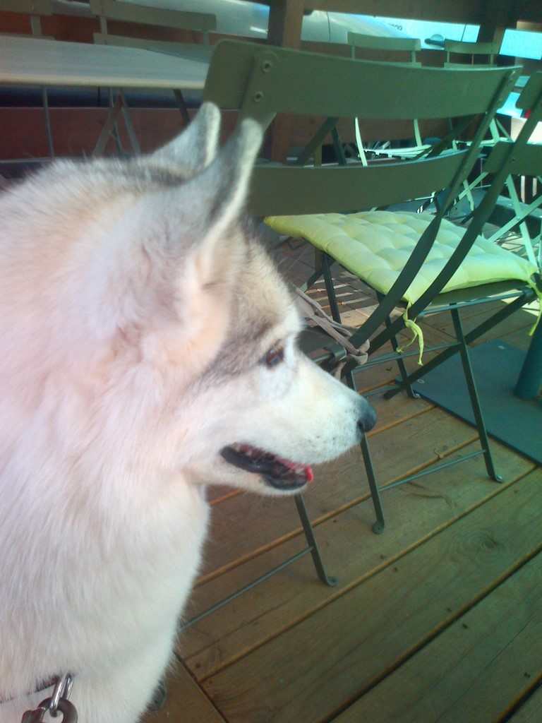 chien visiteur sur une terrasse de café