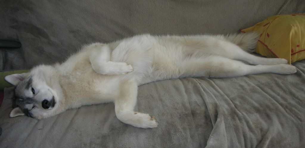 chien visiteur,couché, sur un canapé