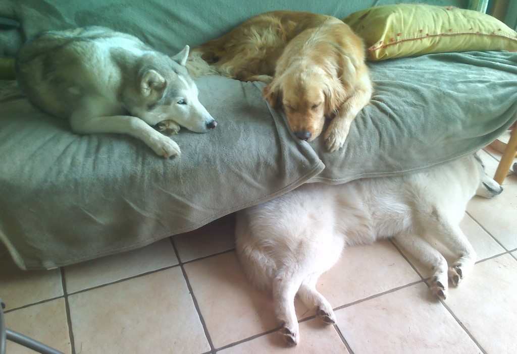 chiens visiteurs qui font la sieste sur un canapé