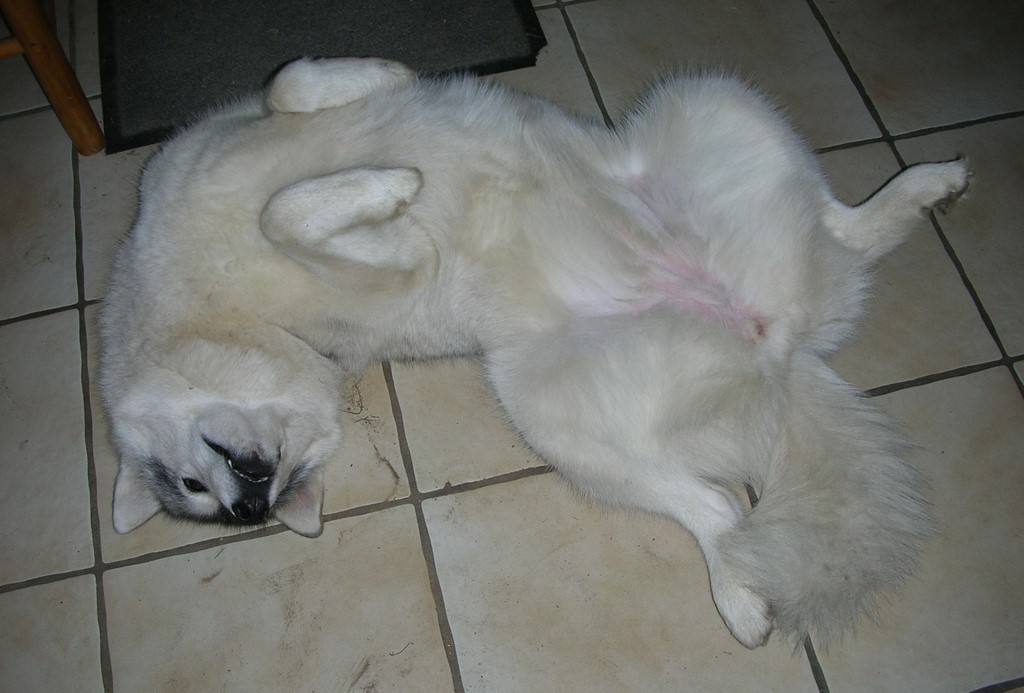 chien visiteur couché sur le dos présente son ventre