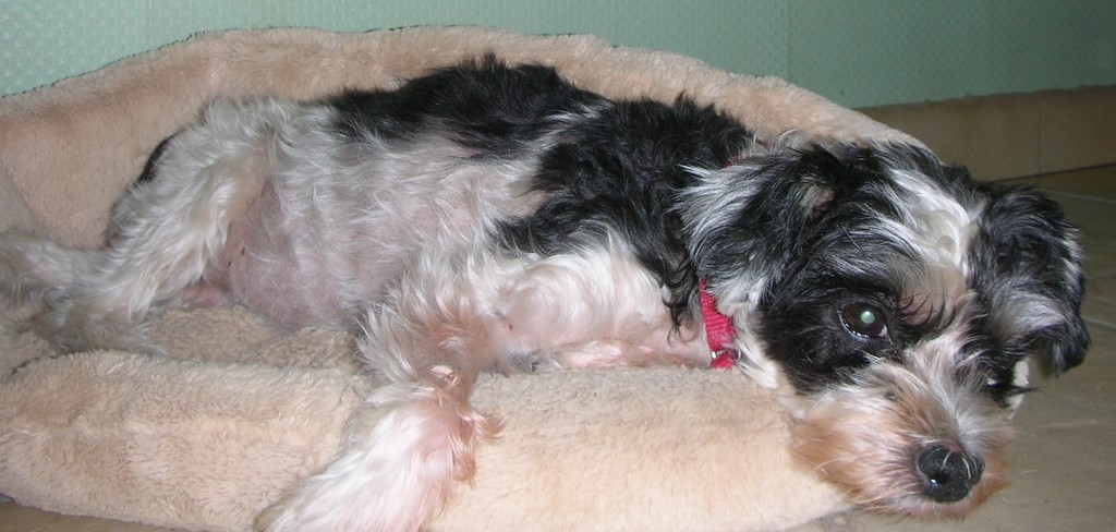 chienne croisée yorkshire-bichon dans son panier