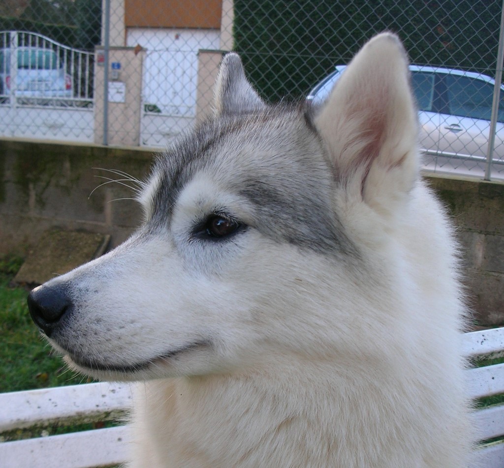 tête de Husky regarde à droite