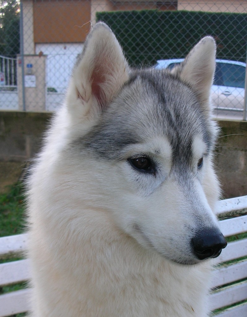 tête de Husky regarde à gauche