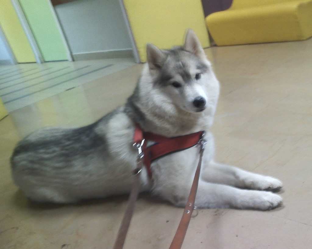chienne siberian husky en salle d'attente