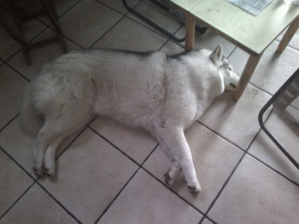 chienne siberian husky couchée près d'une table basse