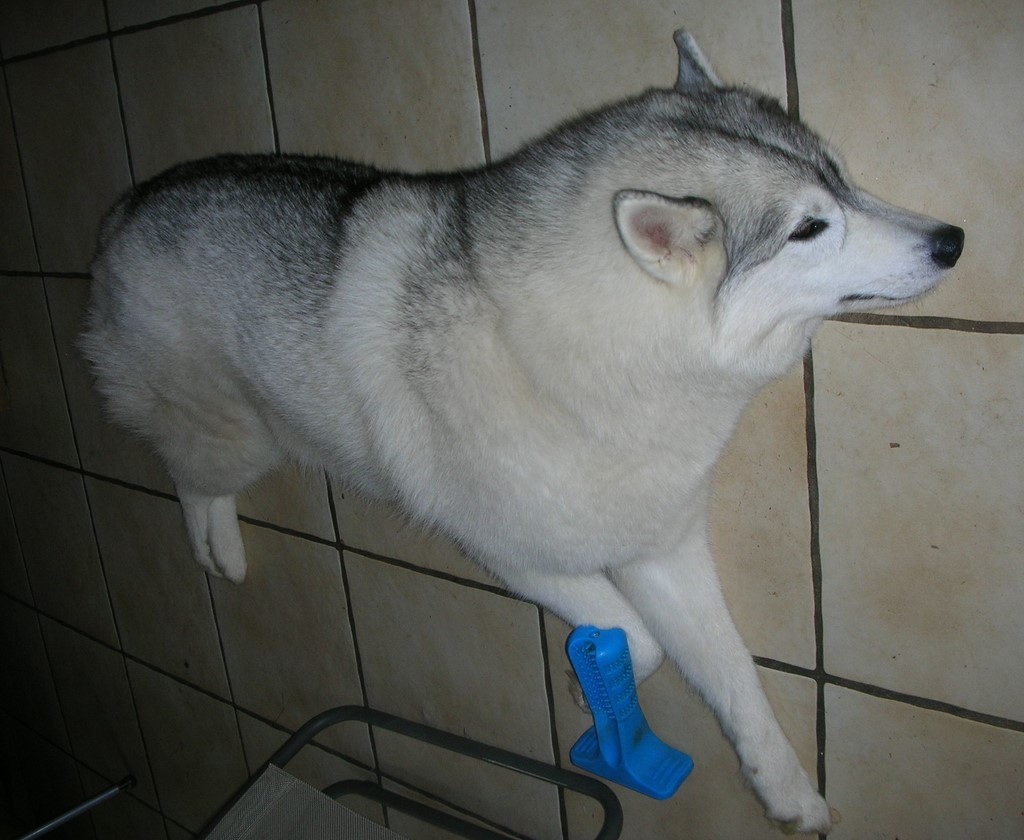 un chien visiteur qui se repose sur le carrelage