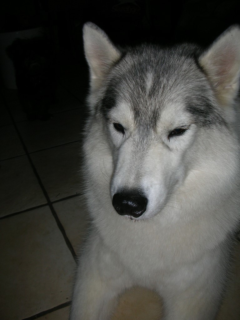 tête de chienne siberian husky