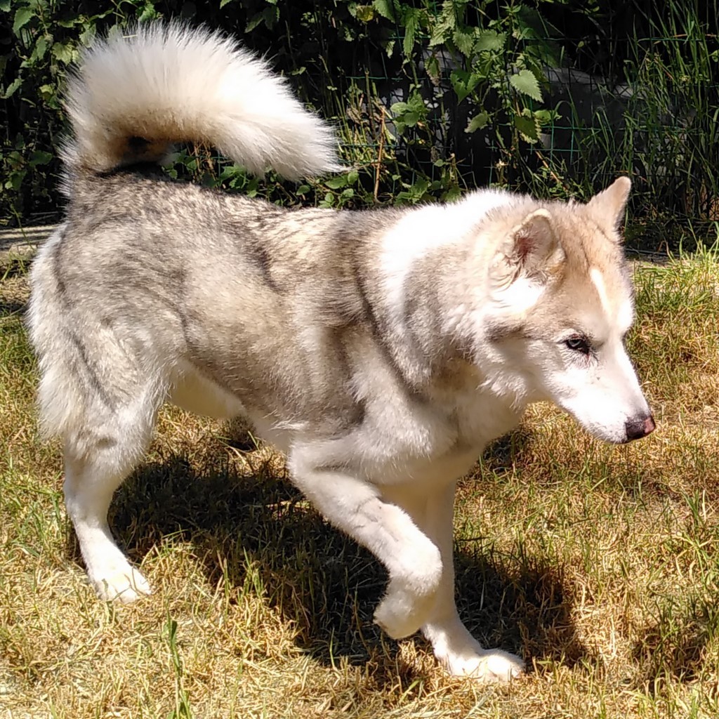 une femelle husky de plus de 13 ans