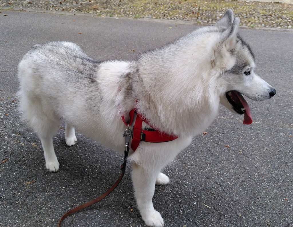 une chienne siberian husky sur une route