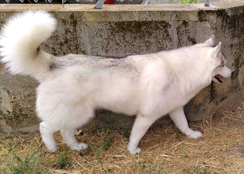 une chienne siberian husky longe un muret