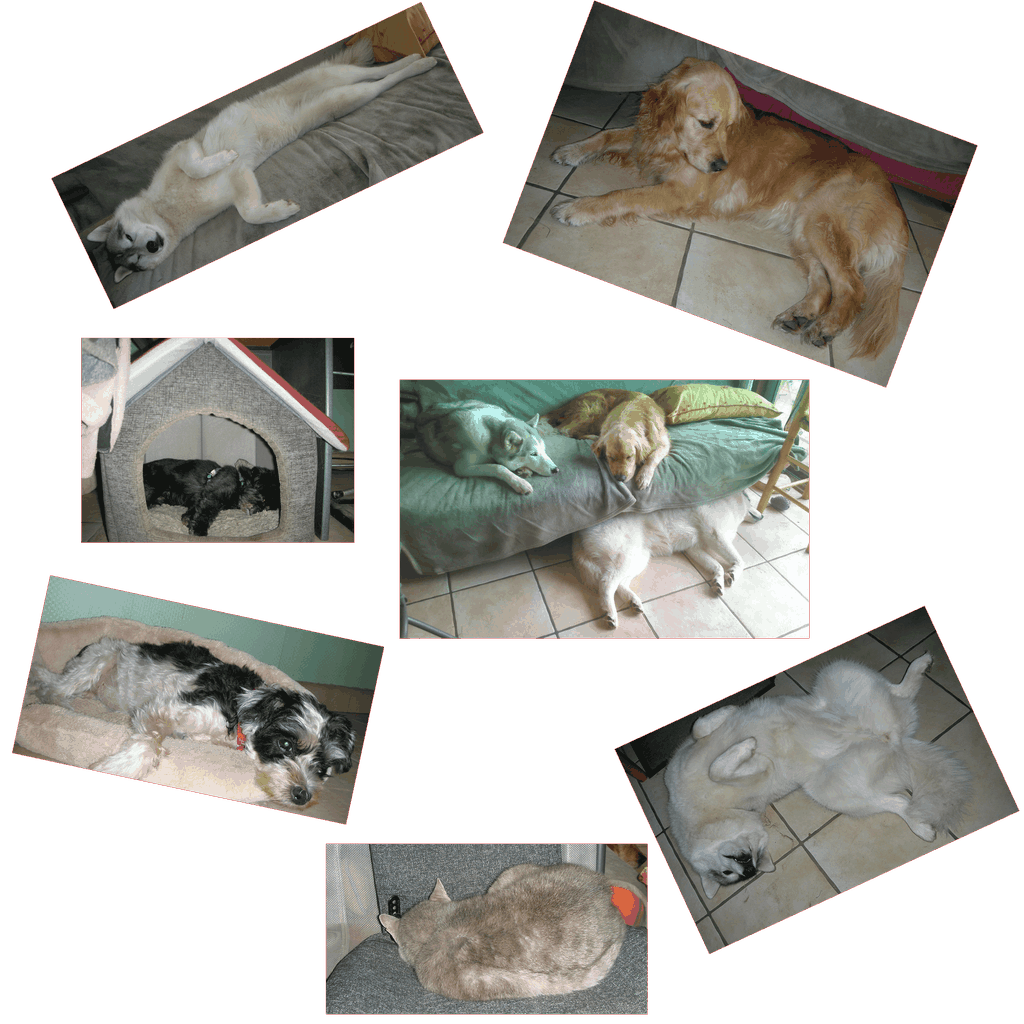 Assemblage de plusieurs photos avec des chiens (husky, golden retriever, chiens croisés), et un chat gris, qui font la sieste. Leurs expressions sont paisibles.