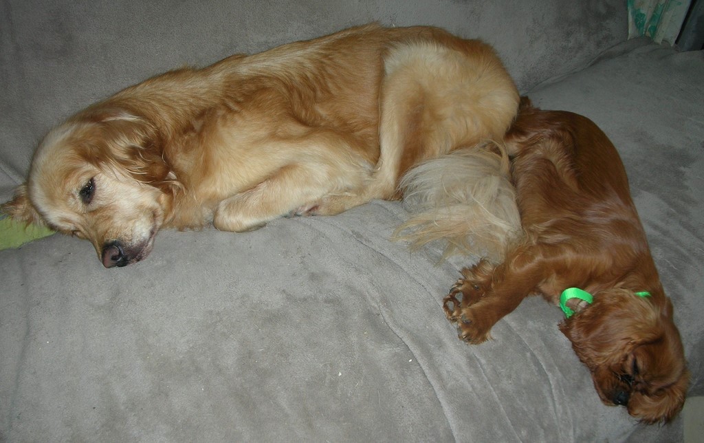 Mes deux chiens visiteurs, un Golden Retriever ( à gauche) et un Cavalier King Charles Spaniel (à droite), allongés sur le canapé, l'un à côté de l'autre. 