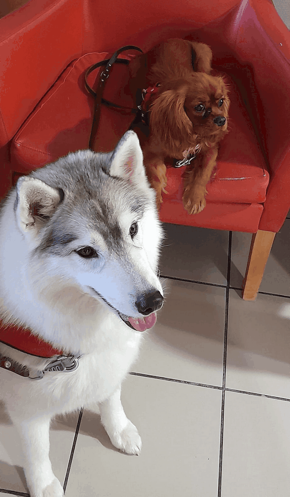 En visite mes deux chiens visiteurs, un husky de couleur gris et blanc, assis au premier plan, et un Cavalier King Charles Spaniel assis sur un fauteuil rouge.