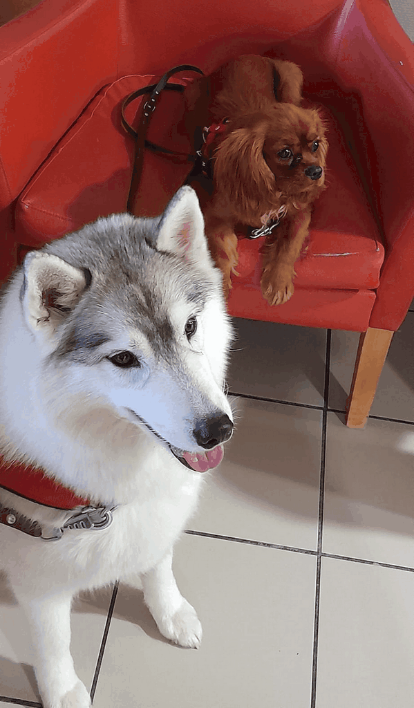 2 chiens visiteurs en visite au FAM les Cabornes