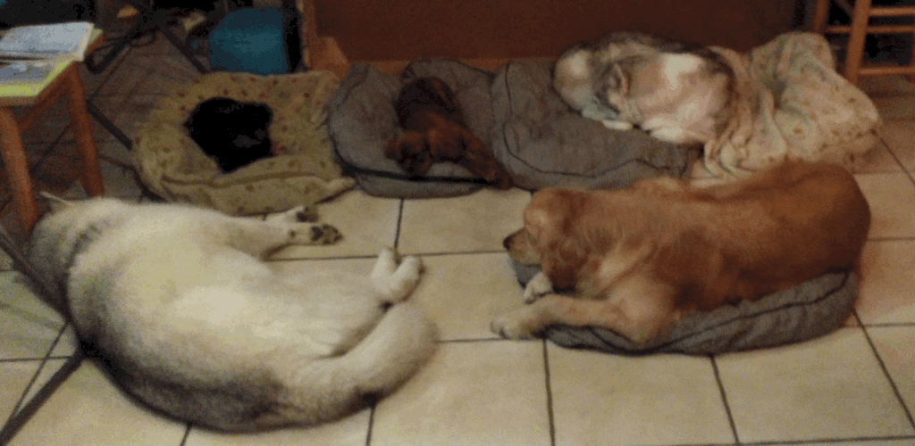 cinq chiens visiteurs en train de se reposer après une longue journée dorment sur des coussins au sol. Un Golden, 2 Husky, 1 cavalier king Charles et un croisé