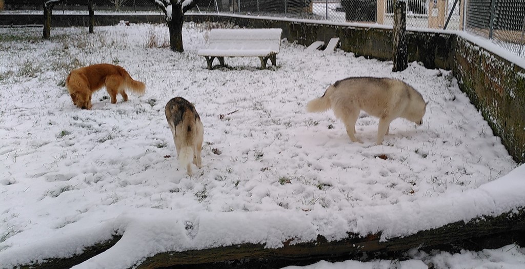 Trois chiens visiteurs, deux husky et un golden retriever, qui se promènent calmement dans une cour enneigée. A l'arrière-plan une clôture et quelques arbres. 