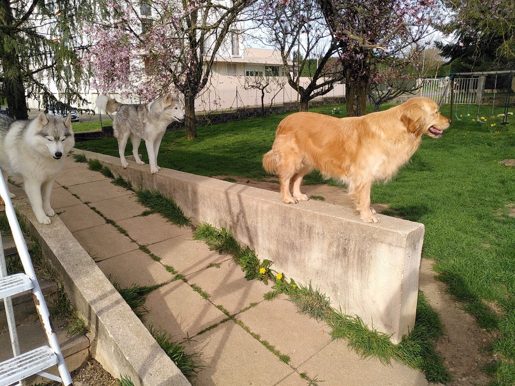 Trois de mes chiens visiteurs, Mousse un golden retriever, Oki et Pomme deux huskies, gris argenté et blanc,  se tiennent debout sur des murets dans un jardin