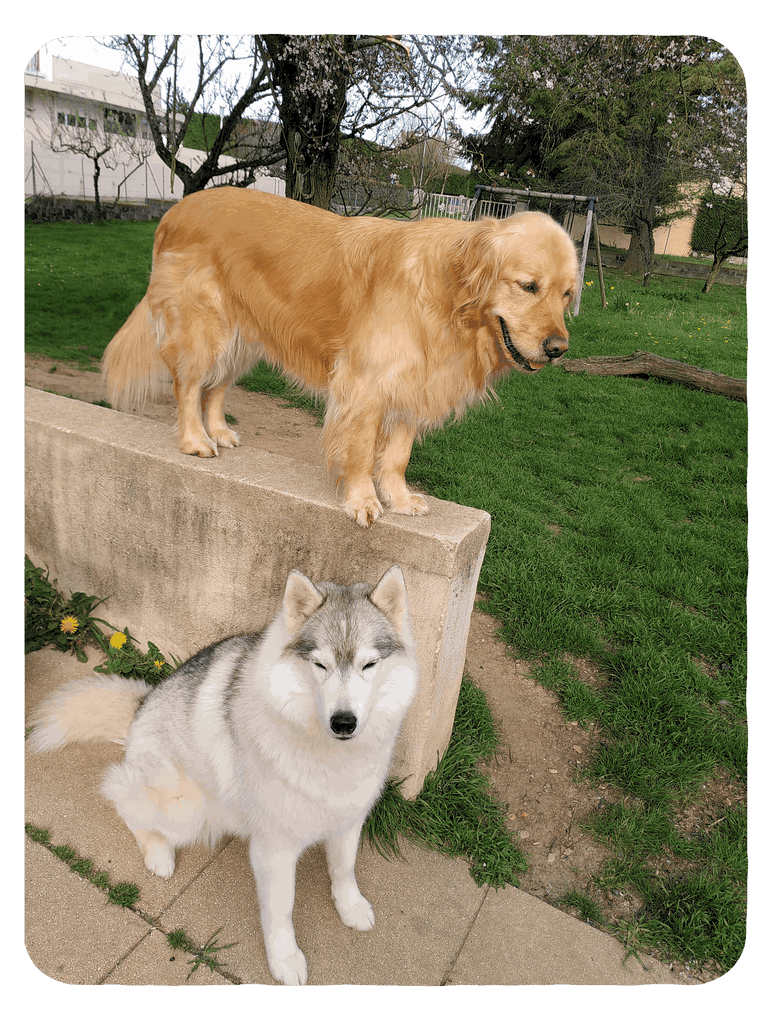 Deux de mes chiens visiteurs, un golden retriever se tenant debout sur un muret dans un jardin, le husky, gris argenté et blanc, est assis au pied du muret.