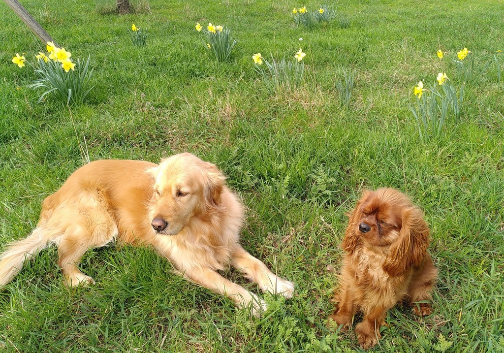deux de mes chiens visiteurs, un golden retriever, couché, et un Cavalier King Charles Spaniel, assis, dans une pelouse fleurie avec des jonquilles jaunes.