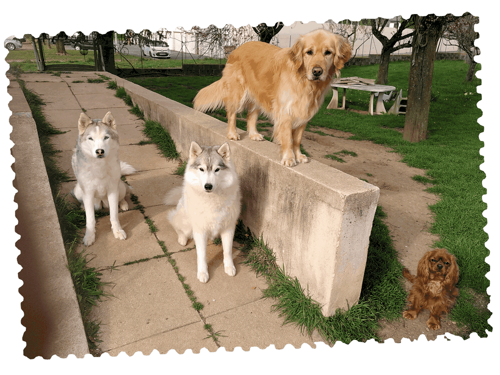 4 chiens visiteurs, 1 Golden debout sur le mur qui borde la terrasse, 2 Huskies et 1 cavalier king Charles. L'arrière-plan est composé d'herbe et d'arbres.