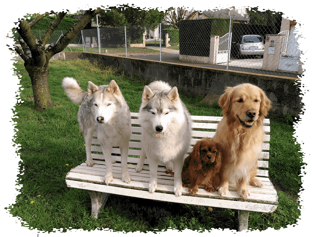 Quatre chiens visiteurs, un golden retriever, deux husky, un cavalier king Charles sur un banc dans un jardin, avec une pelouse une clôture est en arrière-plan.