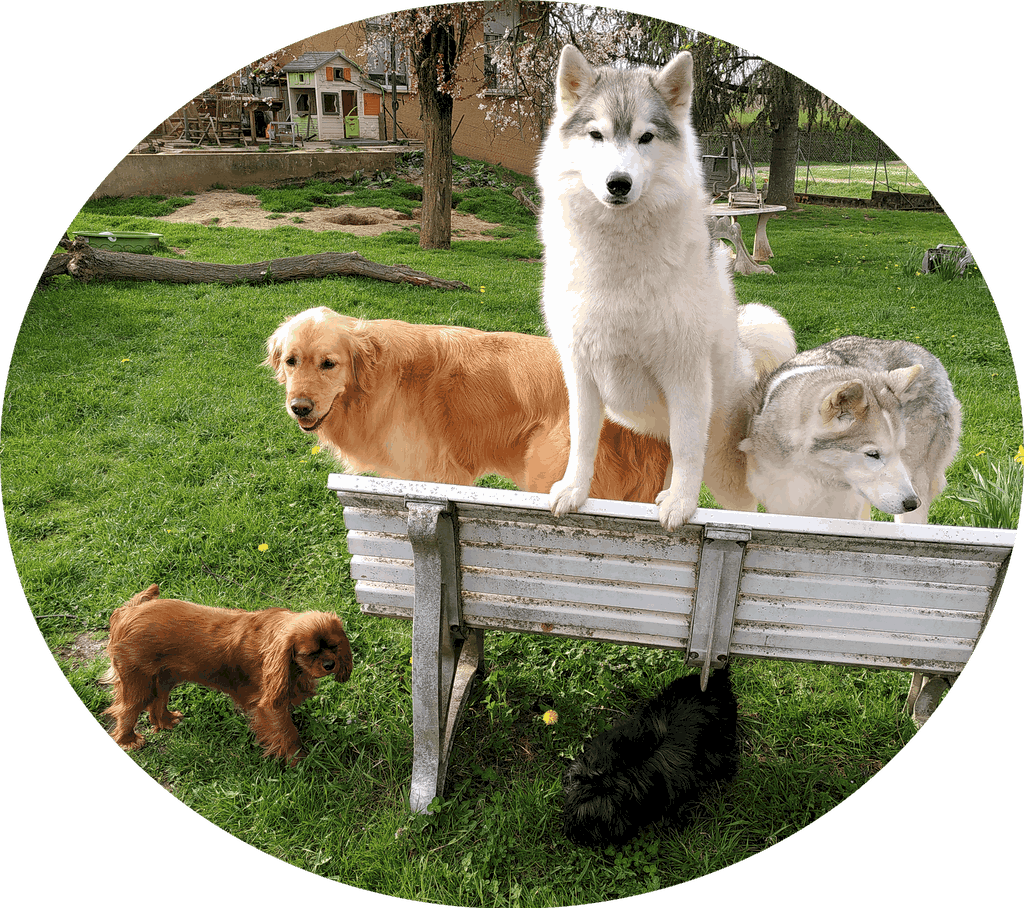 cinq chiens près d'un banc