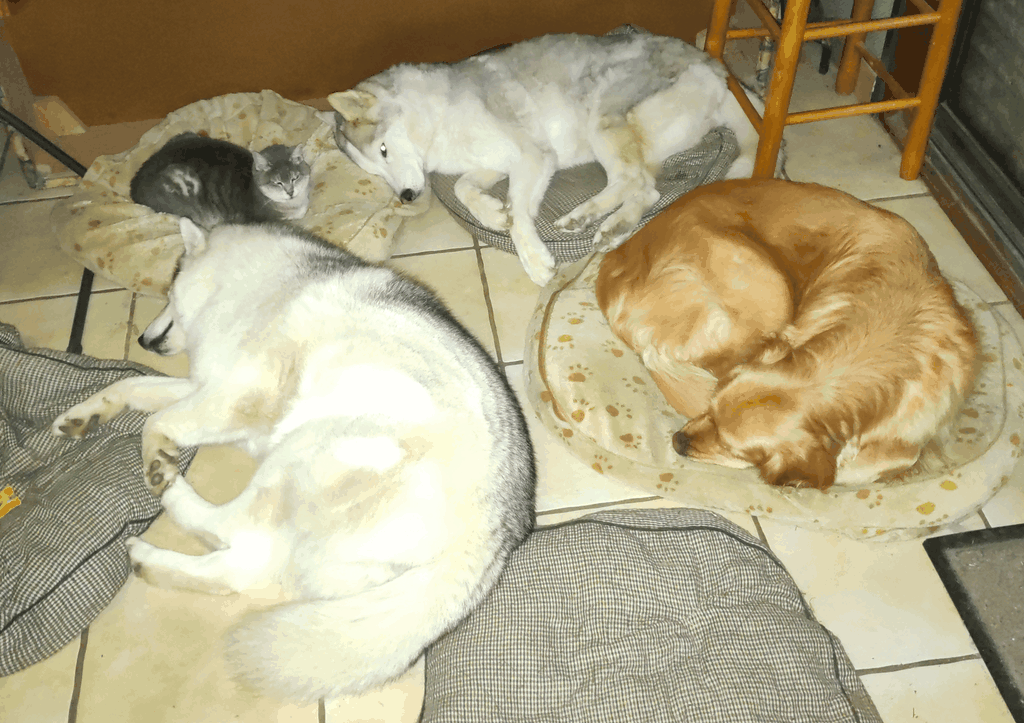 La chatte Lune, bientôt 18 ans, passe la nuit avec ses copines, Mousse une golden retriever, Oki et Pomme deux huskies, couchés tranquillement sur des coussins