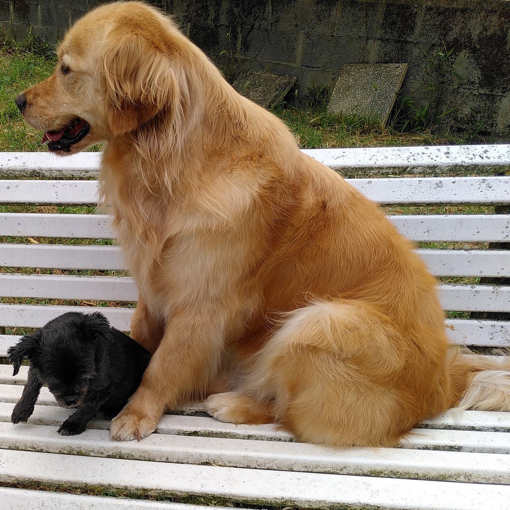 Deux de mes chiens visiteurs, une femelle Golden retriever et une croisée Chihuahua sur un banc. La golden est assis à l'arrière et la petite est assis devant