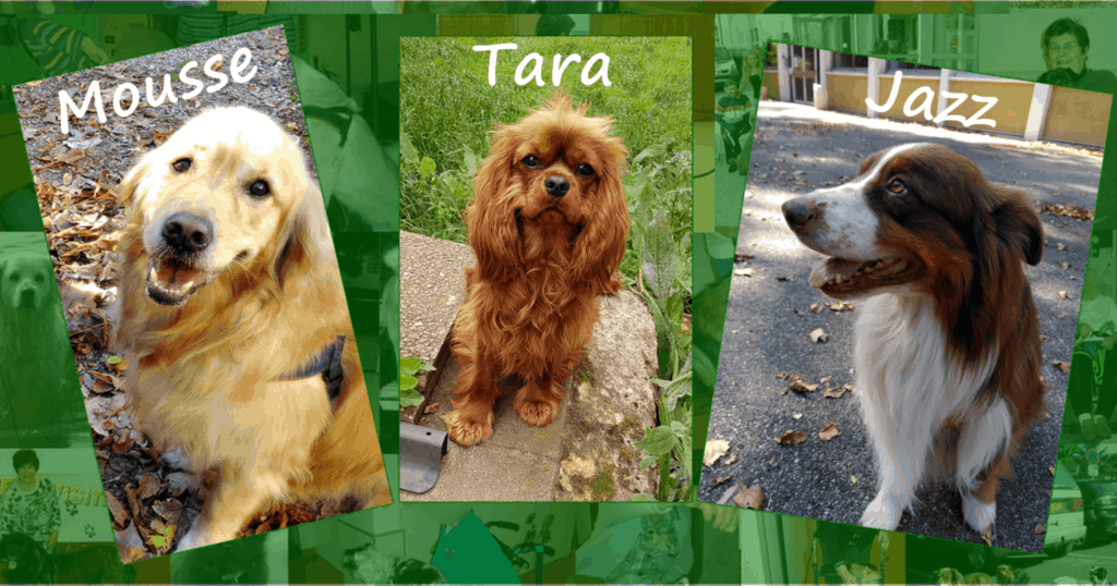 Trois chiens visiteurs, un golden retriever, un cavalier king Charles et un berger australien