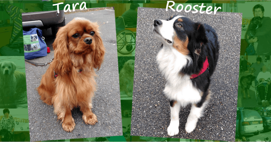 Deux chiens visiteurs, un cavalier king Charles et un berger australien.