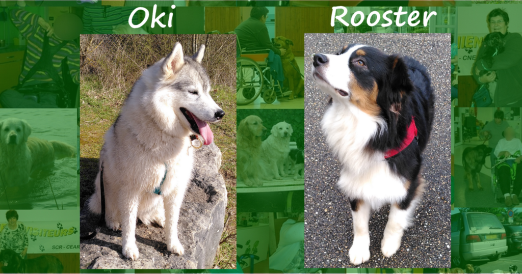 Deux chiens visiteurs, un Husky et un berger australien.
