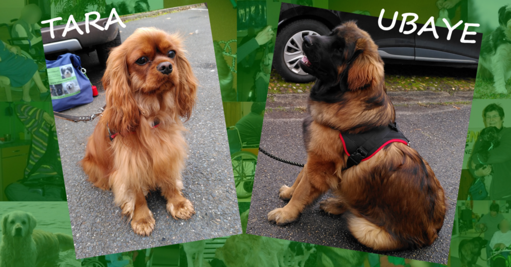 Deux chiens visiteurs, un cavalier king Charles et un leonberg
