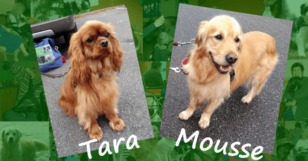Deux chiens visiteurs, un cavalier king Charles et un Golden retriever