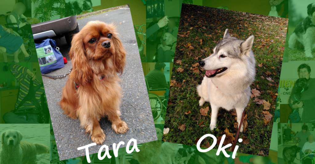 Deux chiens visiteurs, un cavalier king Charles et un husky