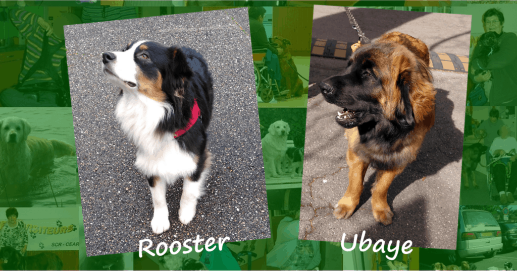 Deux chiens visiteurs un Berger australien et un Leonberg.